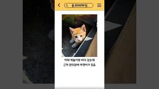 고양이가 호객행위하는 편의점