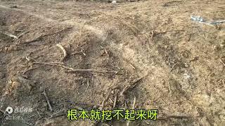 人有多大胆地有多大产，山里50多亩果园，挖了来种油菜