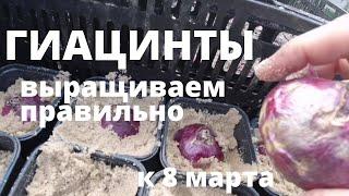 ГИАЦИНТЫ. Выращиваем в подвале к 8 марта. Посадка, уход, выгонка