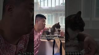 돈 관리 철저한 고양이 #shorts #shortvideo #고양이 #시트콤