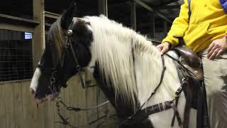 JJ- how to ride gaited horse instructional video