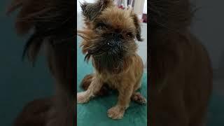 Самая красивая ️ #dog #брюссельскийгриффон #грифон #собачки #красота