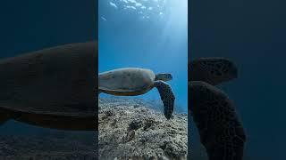 I love Turtle in Hawaii Trip ส่องน้องเต่าน่ารักมากๆ เที่ยวฮาวาย #shorts #hawaii #turtle