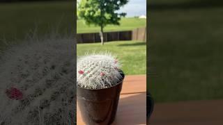 Growing bebe cactus from seed can be easy enough #growingplants #cactus