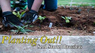 Planting A Spring Garden! Broccoli, Cauliflower and Stock!!