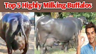 Top 5 Highly Milking Biggest Udder Buffalo Breeds in The World | Murrah Buffalo Farming