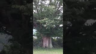  천년은 되 보이는 나무  (희망ㆍ큰사람)