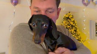 New Year's Eve with 3 Mini Dachshunds & Bengal Cat- Loulou is a bit afraid of the fireworks.