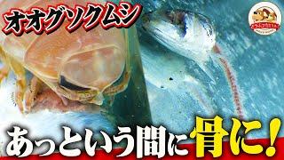 【深海生物】３時間で獲物を骨にしたオオグソクムシ！海の掃除屋の異名をもつ驚異の食べっぷりを大公開！（駿河湾の深海漁①）【どうぶつ奇想天外／WAKUWAKU】