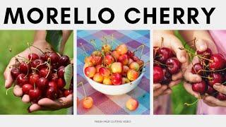 We Tried Morello Cherries #shorts#fruit