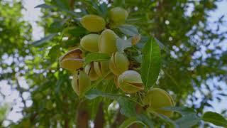 Almond Harvesting in Brentwood CA