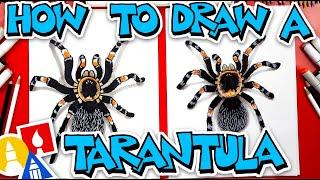 How To Draw A Tarantula (Red Knee)