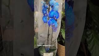 Синяя орхидея за 12£ @Готовим вместе с Veggie Леной #shorts