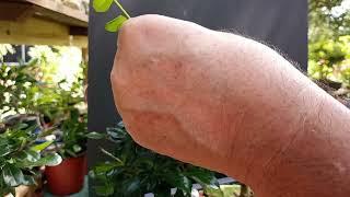 pruning Fukien tea tree and fiddle leaf ficus