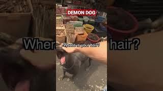 PERUVIAN HAIRLESS DOG Street  @mattshoeyoutube.#peruvianhairlessdog #arispedigree