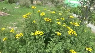 TANSY (Tanacetum vulgare) - Bitter Buttons, Cow Bitter, Golden Buttons - Medicinal Use & History