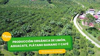 Producción orgánica de limón, aguacate, plátano, banano y café - por Juan Gonzalo Angel Restrepo