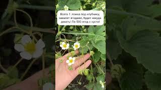 Всего 1 ложка под клубнику, завалит ягодами, соберете по 500 ягод с куста! #лайфхаки #огород