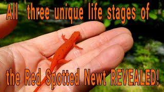 I discovered all three stages of the Red-spotted Newt, ON THE SAME DAY!