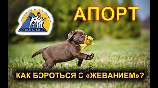 Апорт - шаг третий! Как научить собаку не жевать апорт?