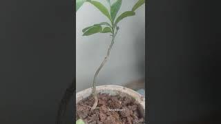 cây này ít người chơi bonsai