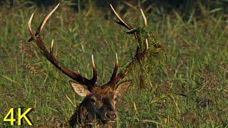 Hirschbrunft 2024 kapitale Hirsche vom Darß - Red Deer Rutting 2024 : Large Bulls from North Germany