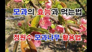 모과나무 Chinese quince 학명 Chaenomeles sinensis - 한국의 식물들 Korean plants