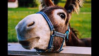 Donkey Sounds - Farm Animals - Animal Sounds Real