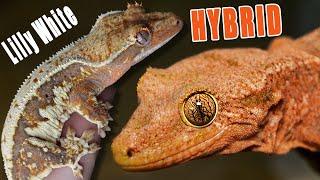 I Bred my Hybrid Gecko to a Crested Gecko.