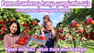 PANEN STRAWBERRY HANYA YANG JUMBO SAJA || PANEN BERKILO2 UNTUK STOCK MUSIM DINGIN