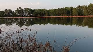 Waiting for a beaver #beavers #beaverdamremoval #pondfishing #pondmanagement #SCNaturalResources