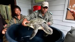 Nature Talks : Green Turtle Rescue in the Garden Route