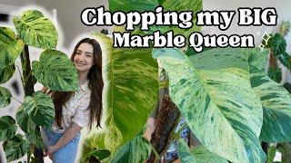 Chopping my HUGE Marble Queen Pothos!! 