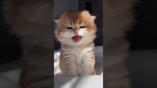 Cute little little kittens.......#love #shorts #comedy #funnyvideo #billi #cat #catvideo #catlover