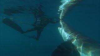 Sharks! Amazing Shark Video from NatureFootage