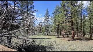 Land For Sale, Klamath, OR: Invest In This 40-Acre Wooded Lot And Own Your Private Forest !!