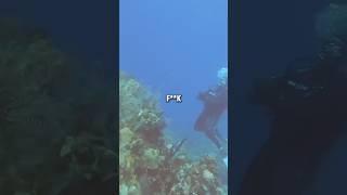 Divers Encounter Real Sonar Ping  Original - @jimryan4056