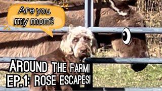 Catch that donkey! | Around the Farm Ep. 1: Rose Escapes