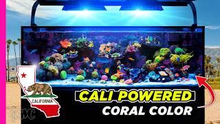 West Coast Reefing: Exploring a Fast Track Blueprint That’s Working Out West | 150 Gallon Tank