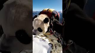 Panda Takes Flight: Craziest Thing EVER! #shorts #fly #funny