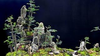 Top 10: Chinese Penjing Trees on the Day