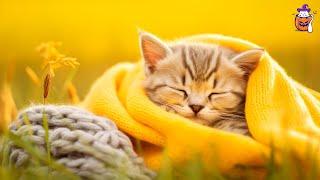 Purr-fect Autumn Naptime: Cat Sleep Music Compilation | Cat's favorite piano music | Sleepy Cat