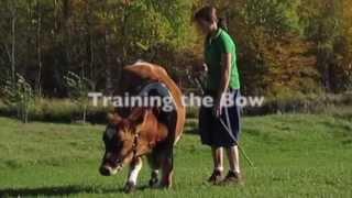 How to Train a Cow to Bow