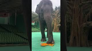 Today's pumpkin crunchy stress relief video Zoo animals Zoo live video Elephant