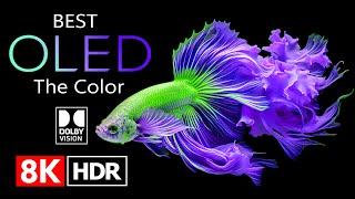 8K HDR 240 FPS Dolby Vision - Special OLED DEMO (8K Video)