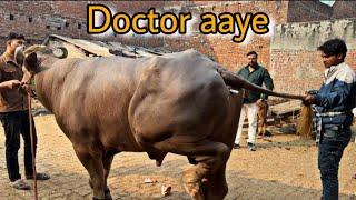 Sultan bimar ho gya || Doctor ko bulaya || @Bull.Rider-Vlogs