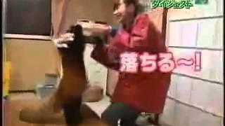 귀요미 렛서팬더.avi