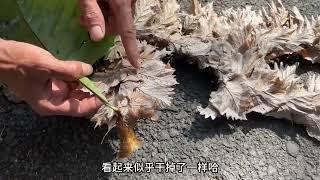 桥梁上生长的“万能止痛草”，一斤能卖70块钱，很多人没见过