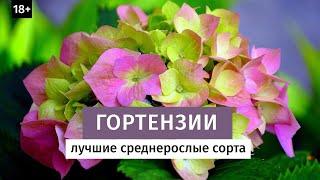 ТОП лучших сортов гортензии. Среднерослые сорта.