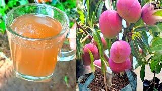 Homemade liquid organic fertilizer for mango tree